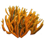neoncoral logo