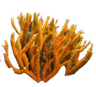 neoncoral logo